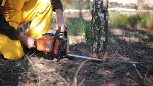 Professional Tree Services in Vaughn, WA