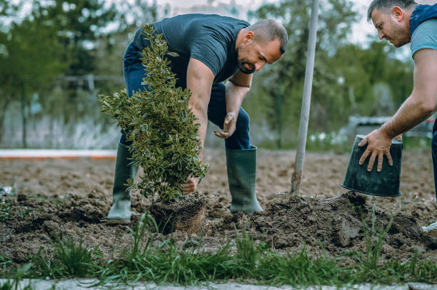 Best Tree Maintenance Programs  in Vaughn, WA
