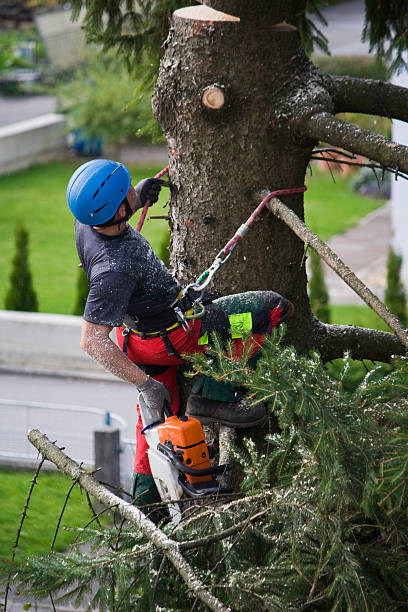Organic Lawn Care Solutions in Vaughn, WA