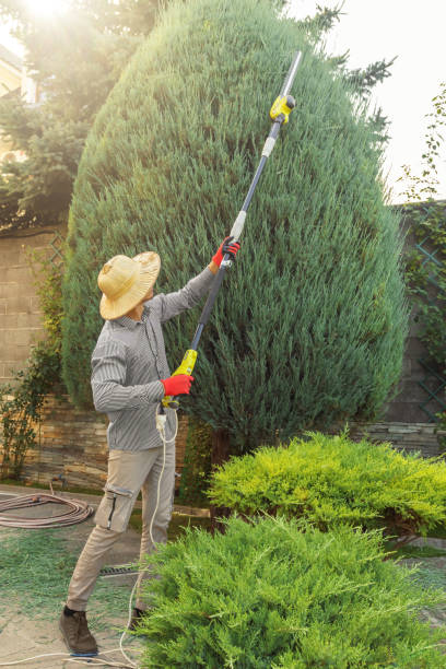 Best Stump Grinding and Removal  in Vaughn, WA